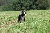 BOSTON TERRIER 112